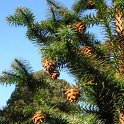 Cunninghamia lanceolata cone
